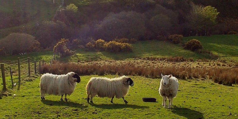 Picture of three woolly sheep on a patch of green Irish countryside 