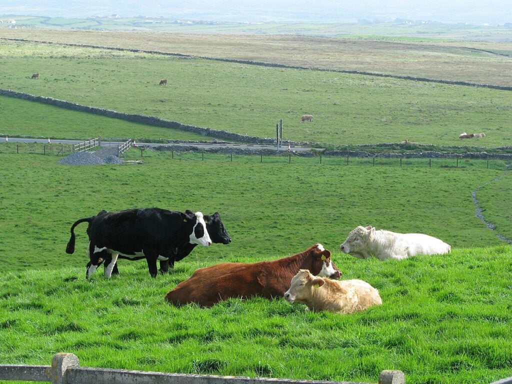 Cows in a field in Ireland